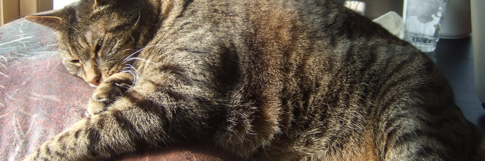 mrodents's profile banner image