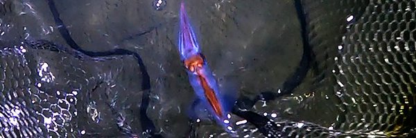 hyouhon Profile Banner