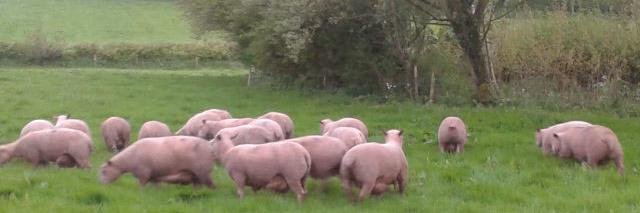 Andy Coombs  🇬🇧 banner