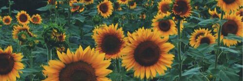 CaseyStankovich's profile banner image