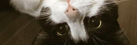 Enrique Lobo #LigadeGuerreros🇺🇦🇲🇽🇮🇱 banner