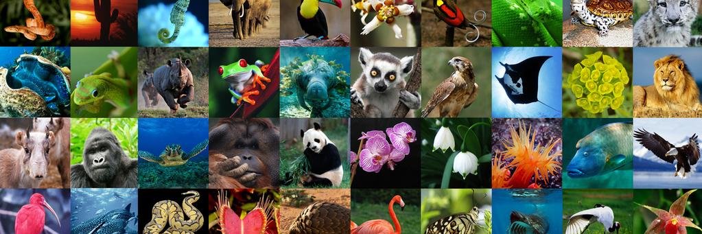 Alto a la Corrupción ✋ banner