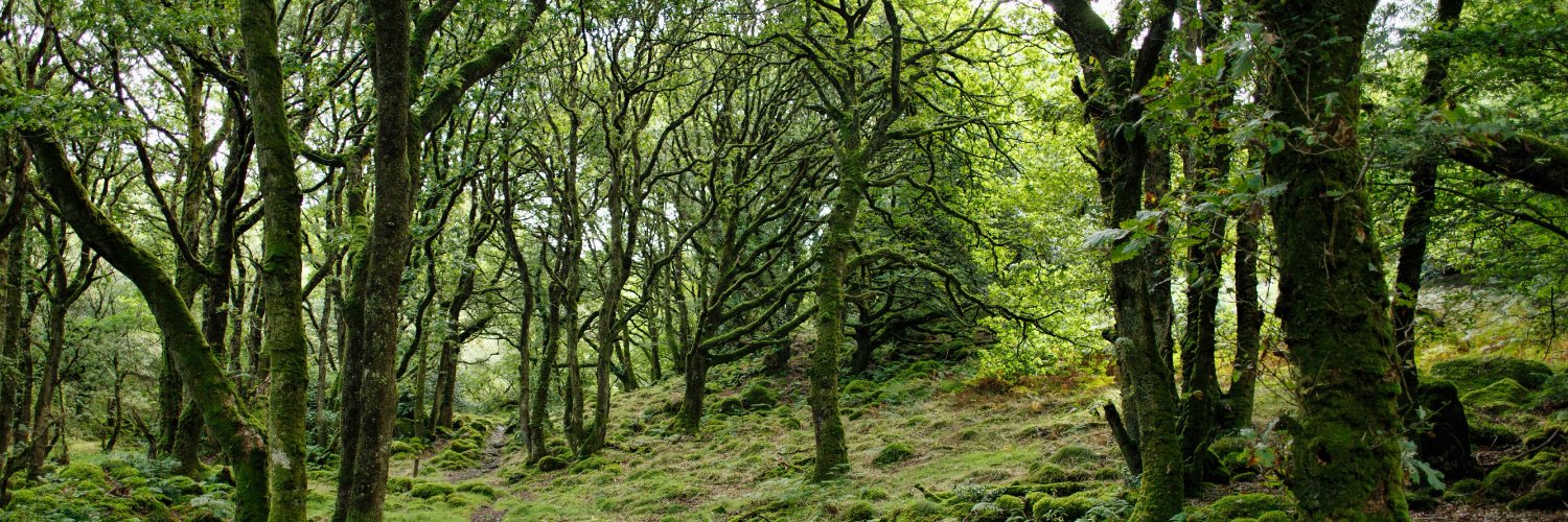 newforestcloth's profile banner image