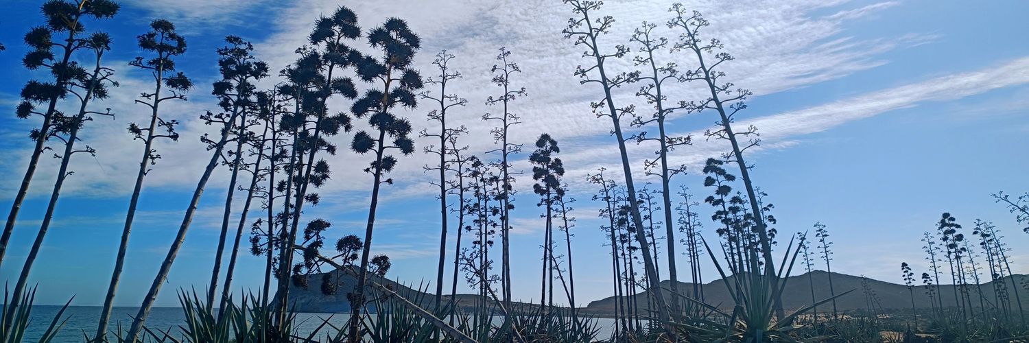 Silvia 🎶 💚 banner