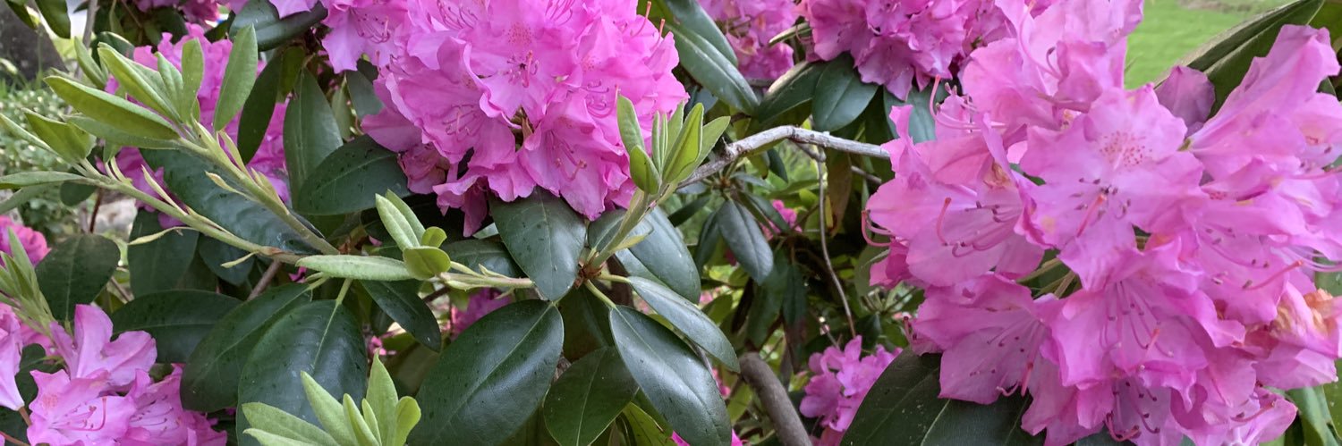 Deb Navedo, PhD banner