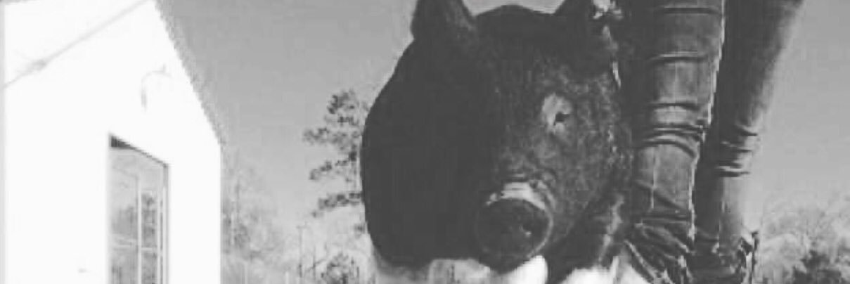 CummingsLilly's profile banner image