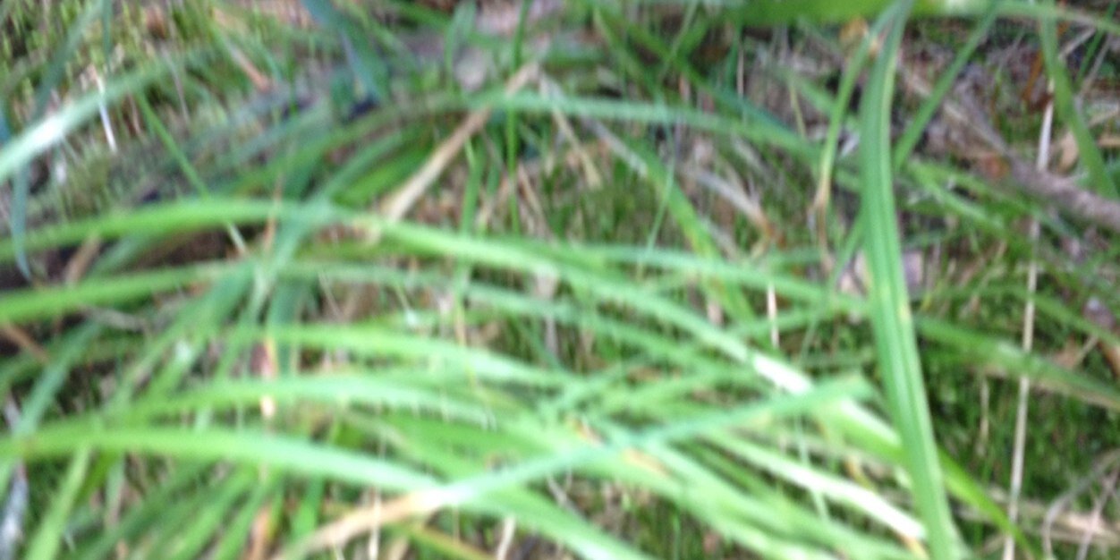 stefanswartpet's profile banner image