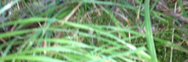 stefanswartpet Profile Banner