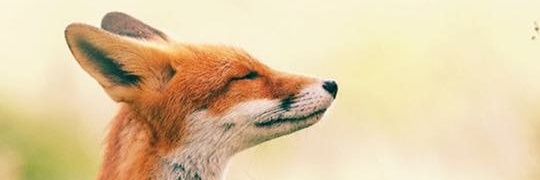 jo_naggal's profile banner image