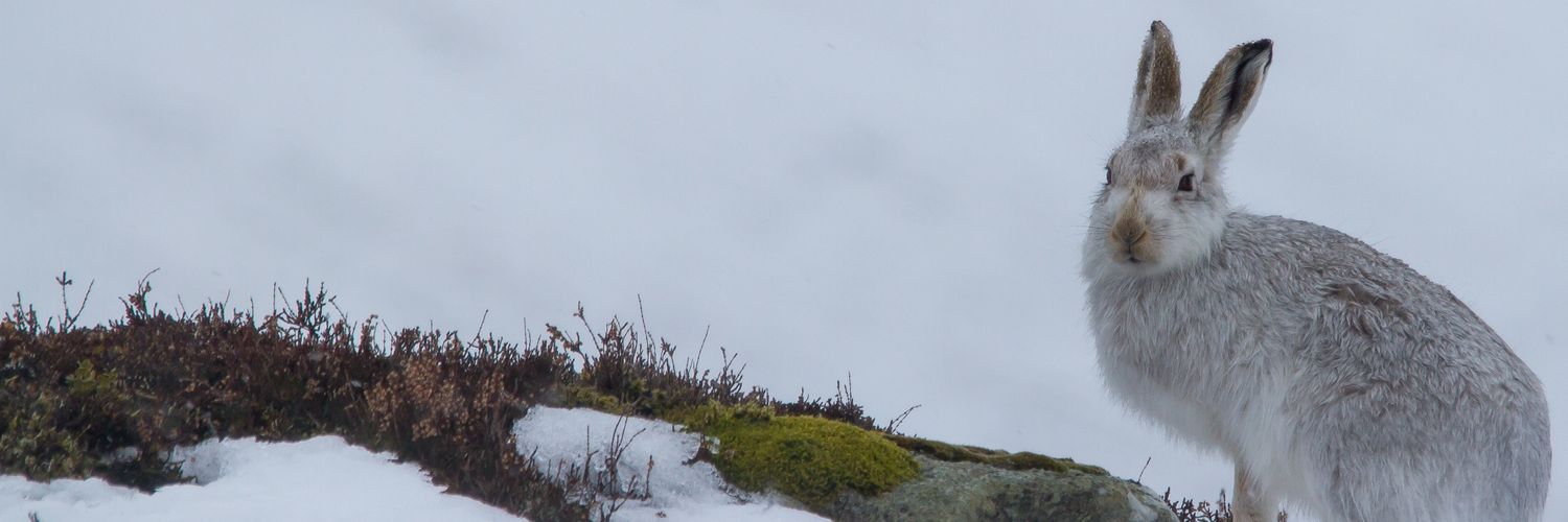 clare_harte's profile banner image