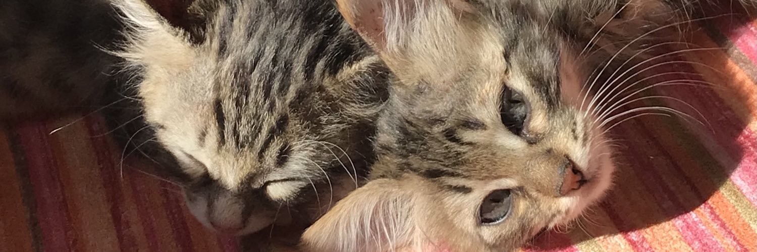 annoezz's profile banner image