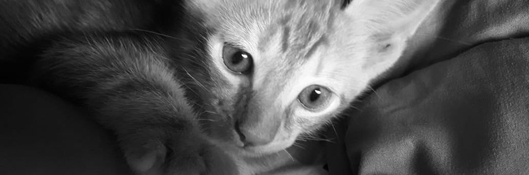MelCabrera__'s profile banner image