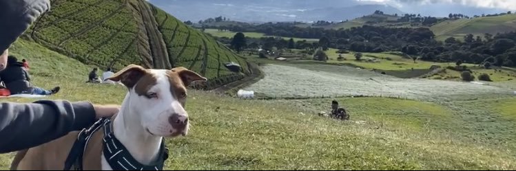 Daniel Miranda banner