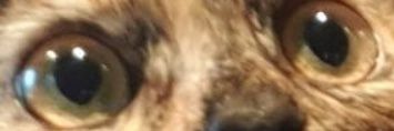 LeSingeAffame's profile banner image