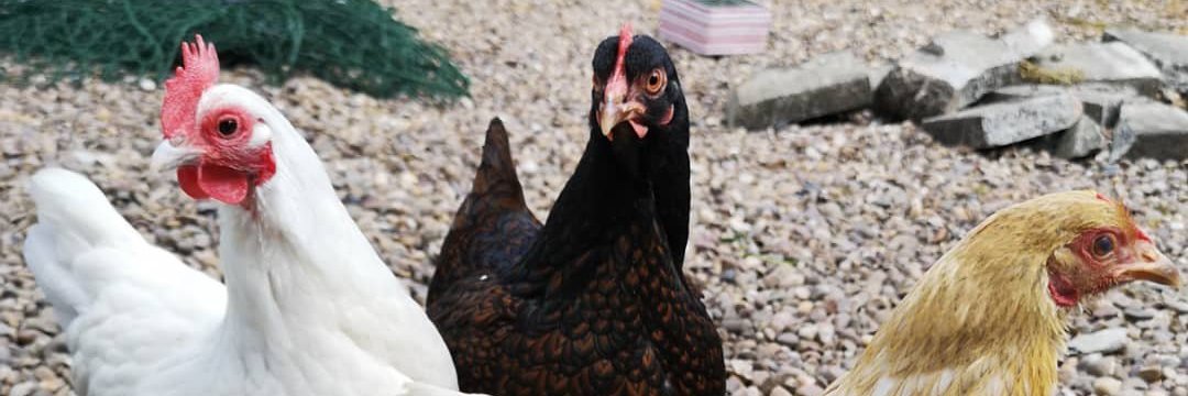 CodingChicken's profile banner image