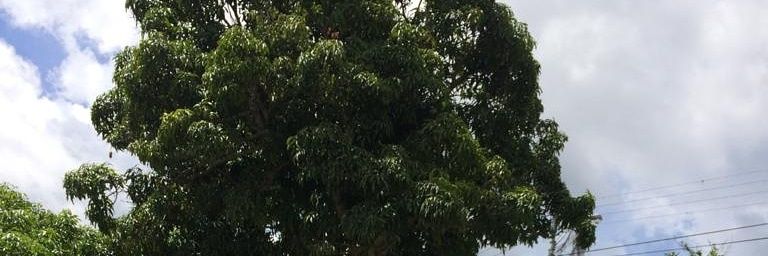 PaolaSS1's profile banner image