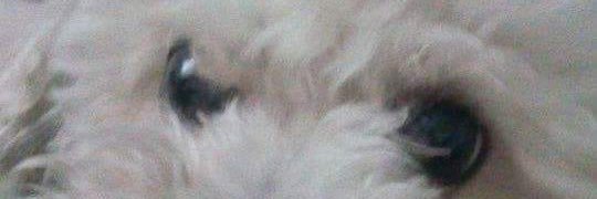 rodocha777's profile banner image