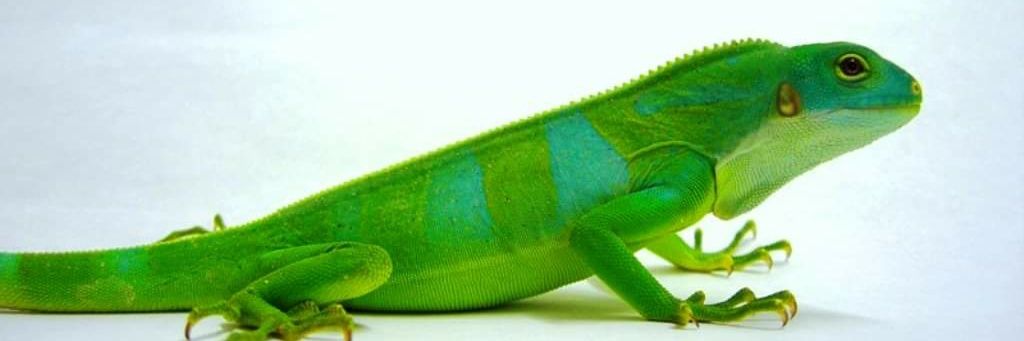 iguanadreads's profile banner image