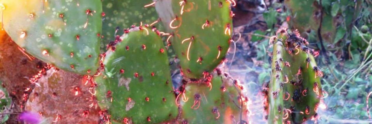 Belinda Carson banner