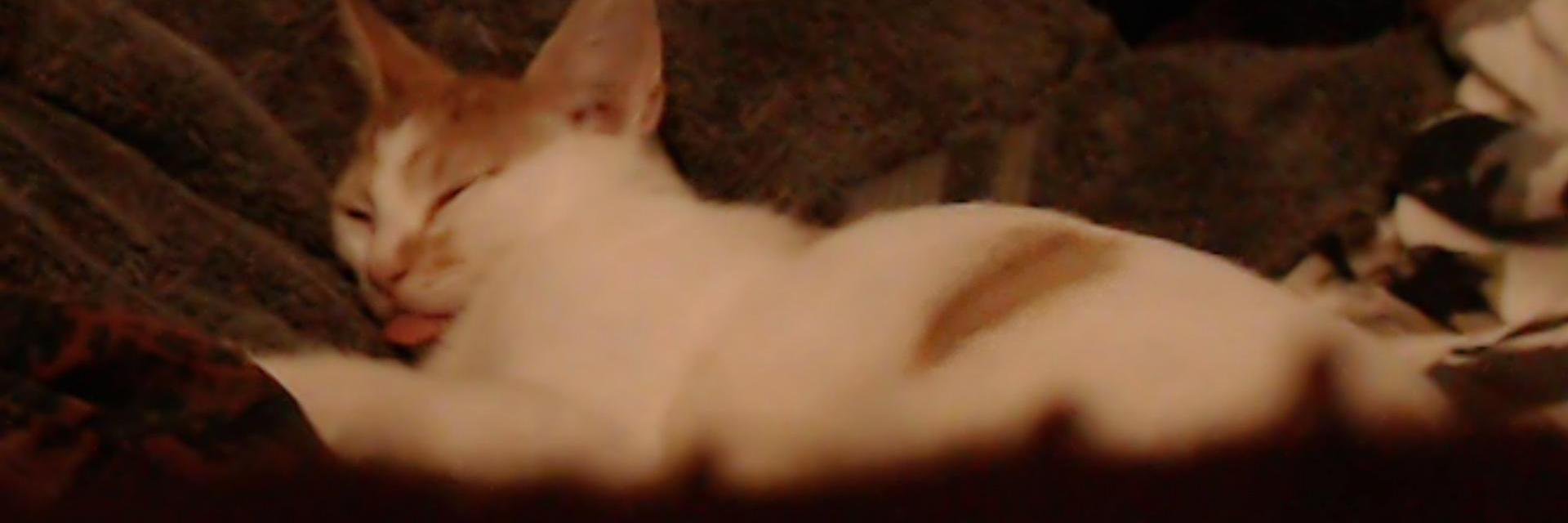 TheAmsterjam's profile banner image