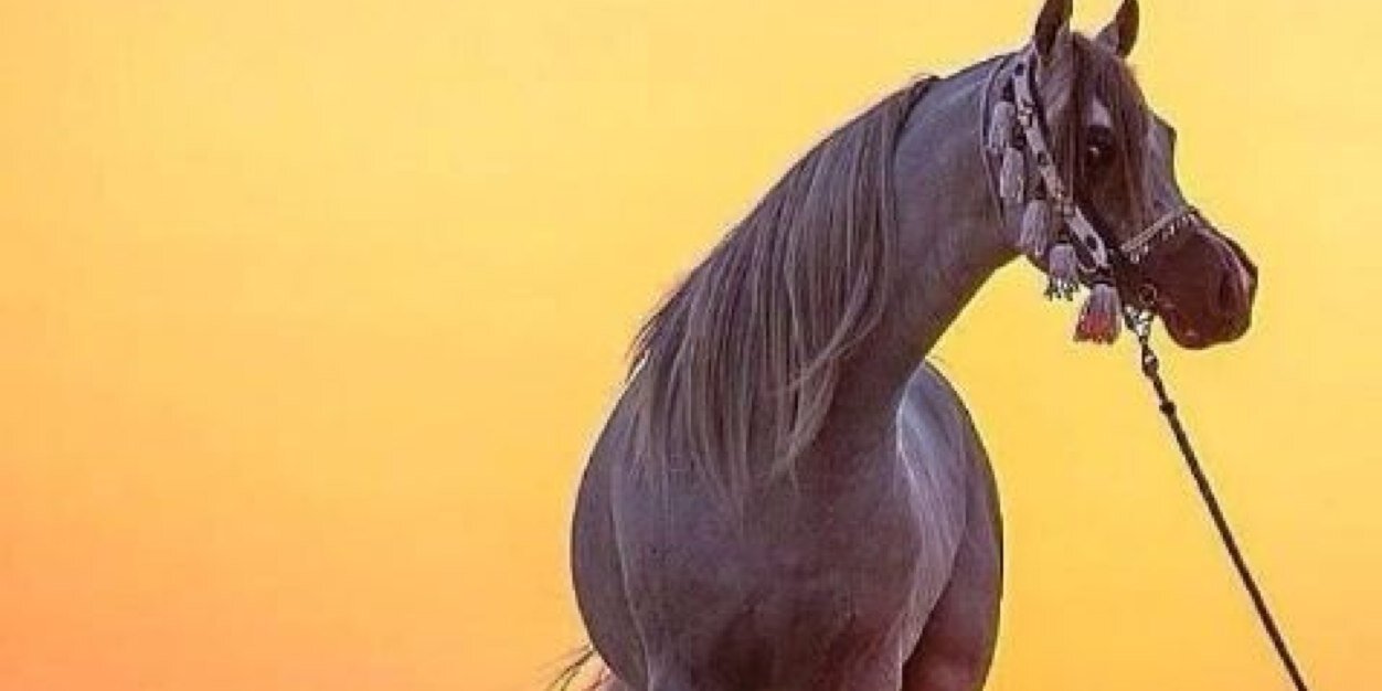 awatf_s17's profile banner image