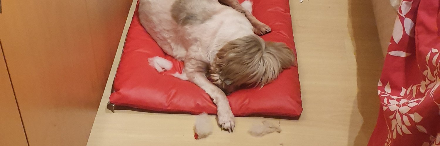 toddy🇭🇺🇮🇹 banner