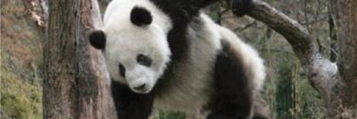 Mr.PANDA@米を食えbot banner