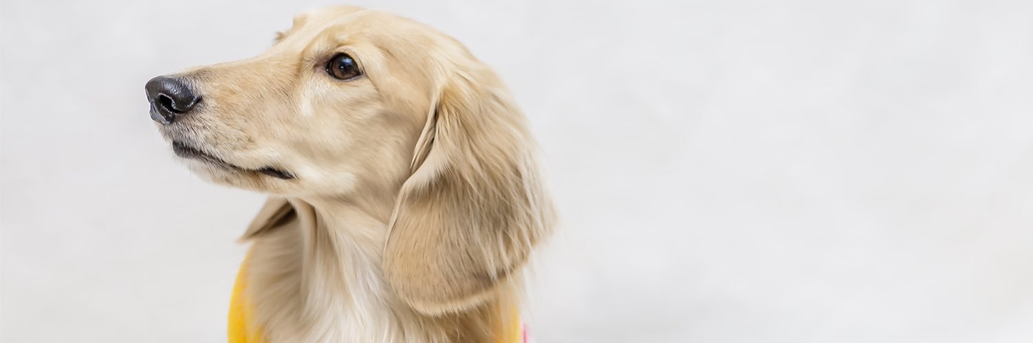 GrandPrixEyes banner