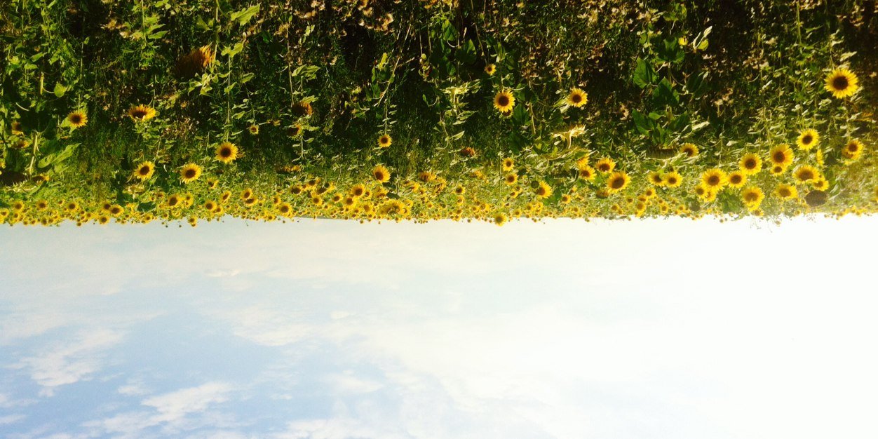 lyalexandrova's profile banner image