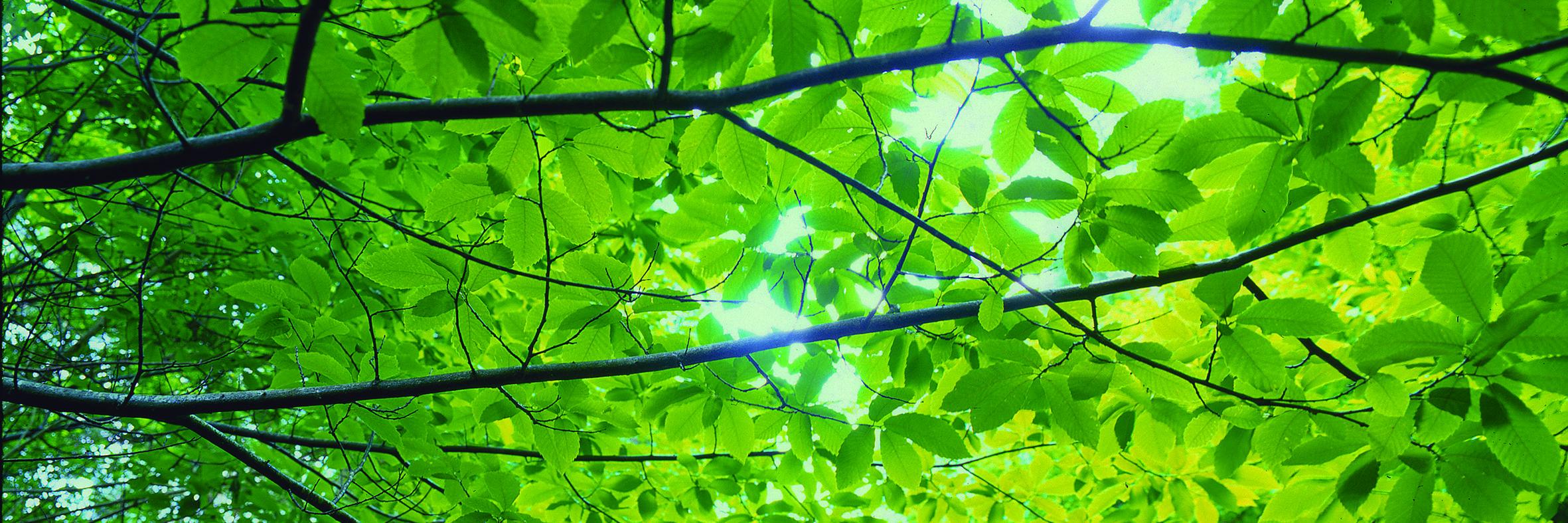AdeleLKelly's profile banner image