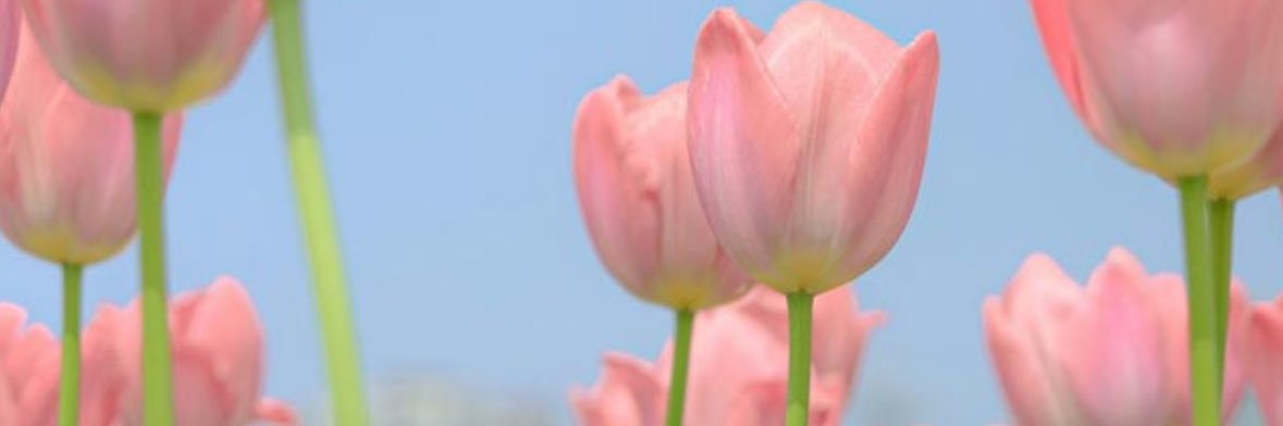 chandwh's profile banner image