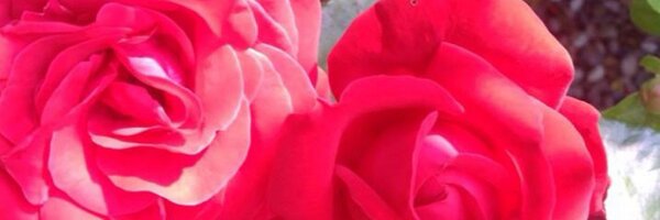 niamhmurraysing Profile Banner
