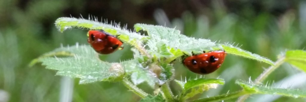 Stirling Rangers banner