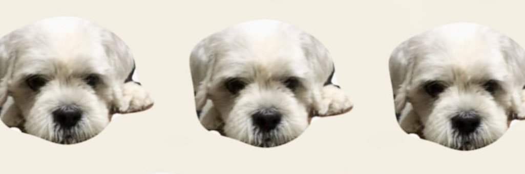 briarpama's profile banner image
