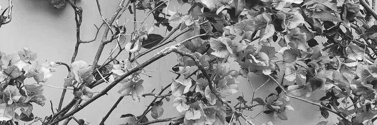 _elifacr's profile banner image