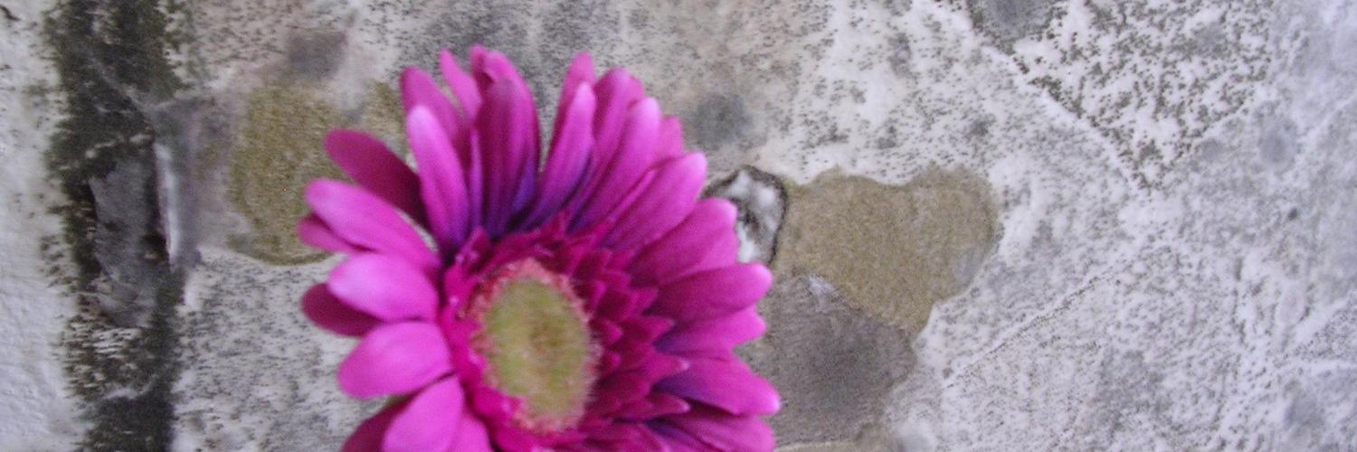 microecologies's profile banner image