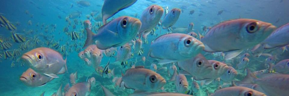 DrManateena's profile banner image