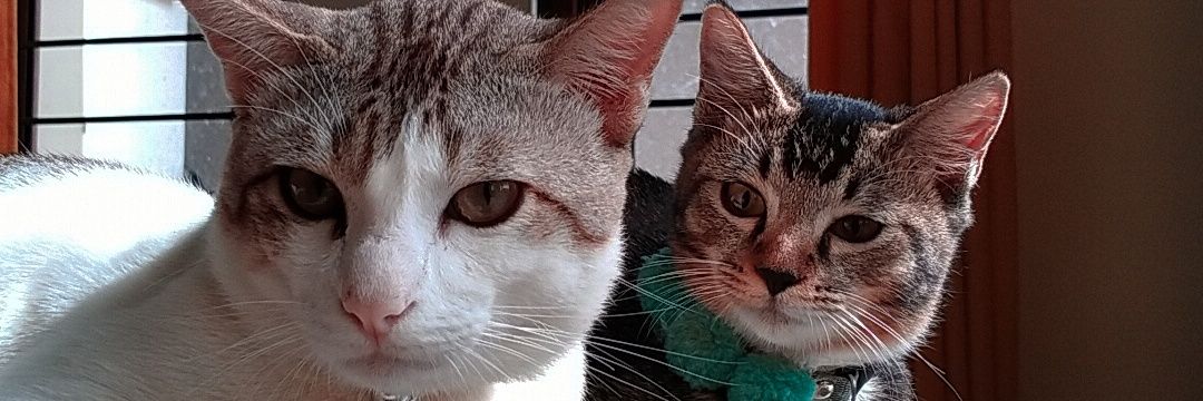 depiped's profile banner image