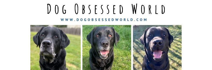 Dog Obsessed World (@LynnStacySmith) / Posts / X