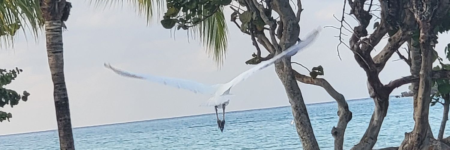 alexigelman's profile banner image