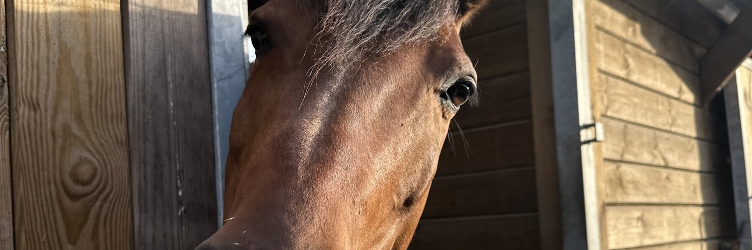 InesPieters's profile banner image
