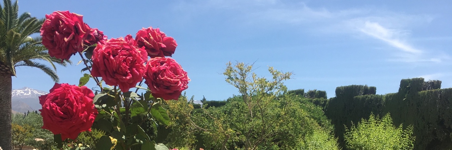 allihoyle's profile banner image