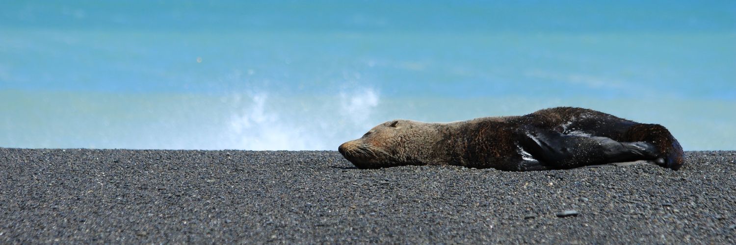 Maurine Vilcot banner