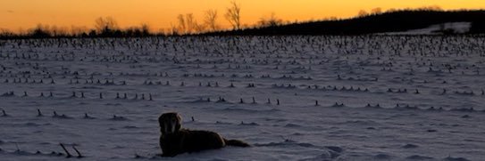 Dunphtowski's profile banner image