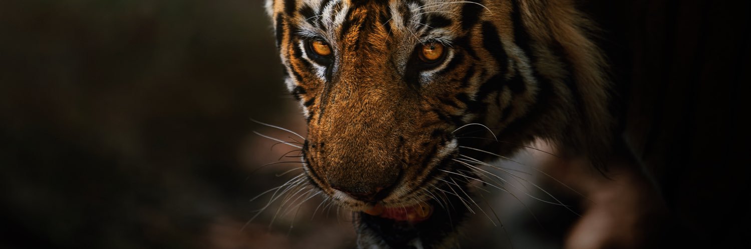 AmanWilson's profile banner image