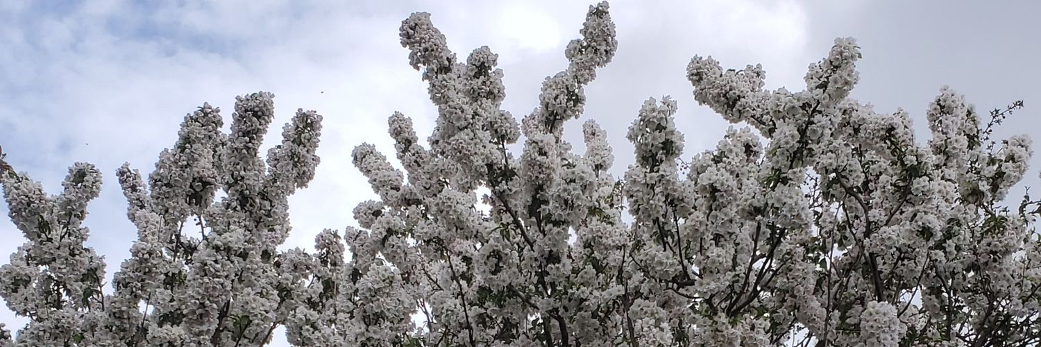 berbettetweets's profile banner image