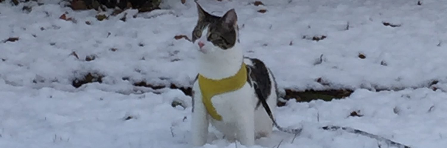 reallibraryman's profile banner image