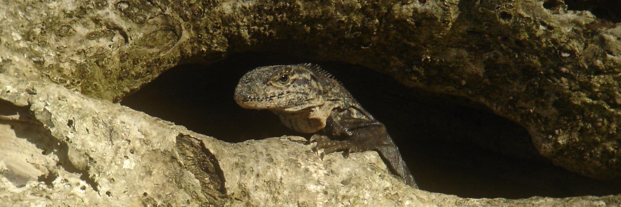 Robinson Croissant banner