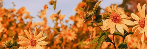 naturedesi's profile banner image