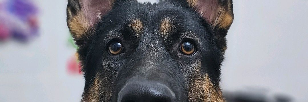 YaelGata's profile banner image